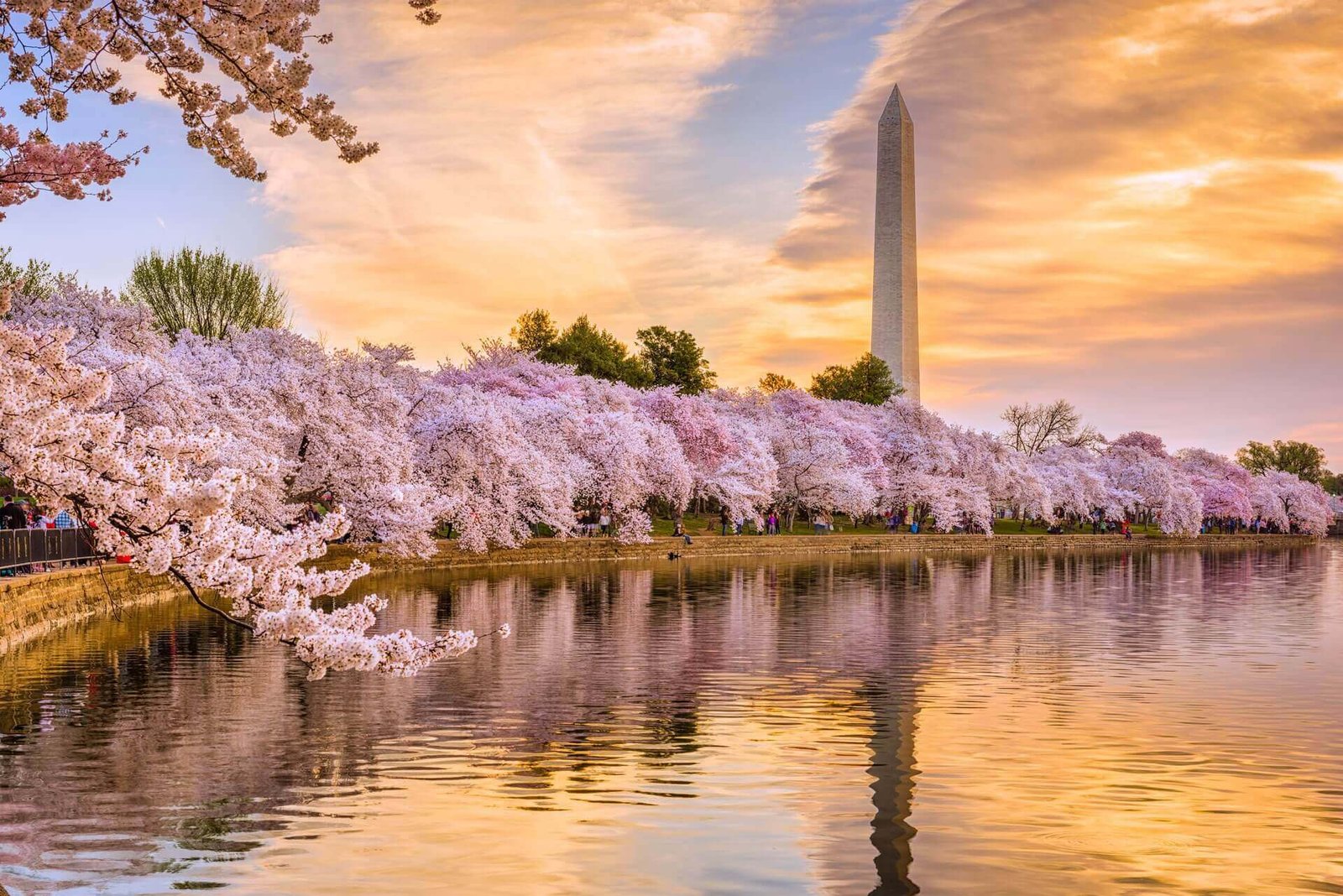 Best SPA Washington DC - Spring Cherry Blossom Special